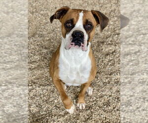 Boxer Dogs for adoption in Austin, TX, USA