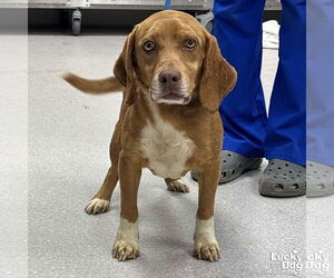 Beagle-Unknown Mix Dogs for adoption in Washington, DC, USA
