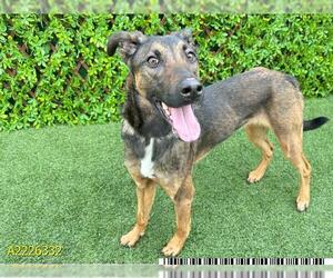 Dutch Shepherd -Unknown Mix Dogs for adoption in West Palm Beach, FL, USA