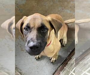 Mastiff Dogs for adoption in Austin, TX, USA