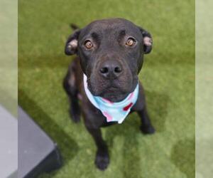 American Staffordshire Terrier-Unknown Mix Dogs for adoption in San Antonio, TX, USA