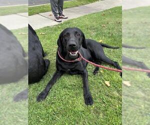 Labrador Retriever Dogs for adoption in Stockton, CA, USA