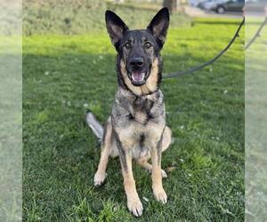 German Shepherd Dog Dogs for adoption in Modesto, CA, USA
