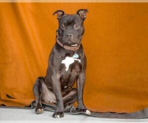 Bullboxer Pit Dogs for adoption in Pasadena, CA, USA