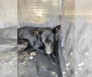 American Staffordshire Terrier-Unknown Mix Dogs for adoption in San Antonio, TX, USA