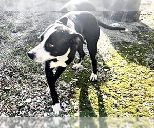 Staffordshire Bull Terrier-Unknown Mix Dogs for adoption in Houston, TX, USA
