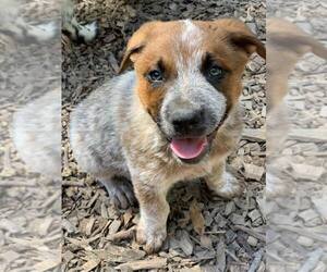 Mutt Dogs for adoption in Paso Robles, CA, USA