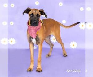 Great Dane-Unknown Mix Dogs for adoption in Conroe, TX, USA