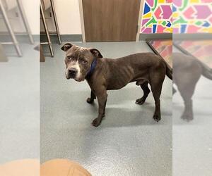 American Pit Bull Terrier Dogs for adoption in Baytown, TX, USA