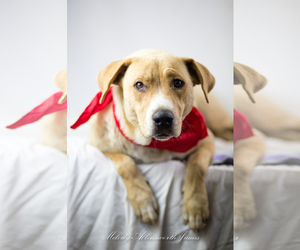 Labrador Retriever-Unknown Mix Dogs for adoption in north little rock, AR, USA