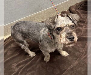 Miniature Schnauzer-Unknown Mix Dogs for adoption in Las Vegas, NV, USA