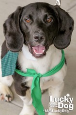 Basset Hound Dogs for adoption in Washington, DC, USA
