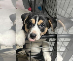 Alaskan Malamute-Unknown Mix Dogs for adoption in Oak Bluffs, MA, USA