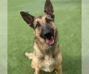 German Shepherd Dog-Unknown Mix Dogs for adoption in Camarillo, CA, USA