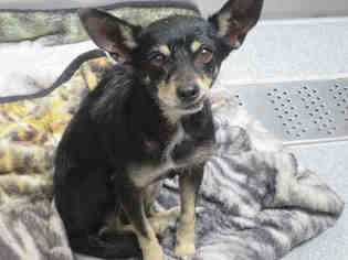 Rat Terrier Dogs for adoption in Orange, CA, USA