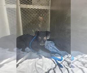 Chihuahua Dogs for adoption in Bakersfield, CA, USA