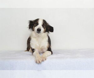 Australian Shepherd-Unknown Mix Dogs for adoption in Oroville, CA, USA