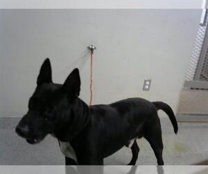 American Pit Bull Terrier-Unknown Mix Dogs for adoption in Pasadena, TX, USA