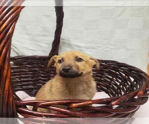 German Shepherd Dog Dogs for adoption in Modesto, CA, USA