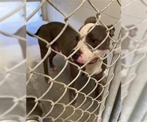 Staffordshire Bull Terrier Dogs for adoption in Rosenberg, TX, USA