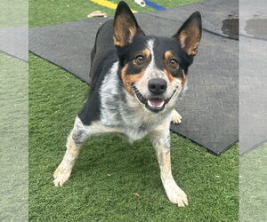 Mutt Dogs for adoption in Highland, IL, USA