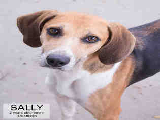 American Foxhound Dogs for adoption in Supply, NC, USA