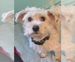 Poodle (Miniature)-Unknown Mix Dogs for adoption in Woodland, CA, USA