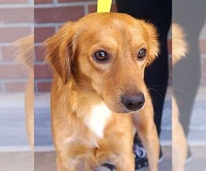Pomeranian-Unknown Mix Dogs for adoption in Carrollton, TX, USA
