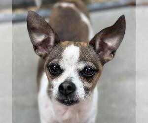 Chihuahua-Unknown Mix Dogs for adoption in Yardley, PA, USA