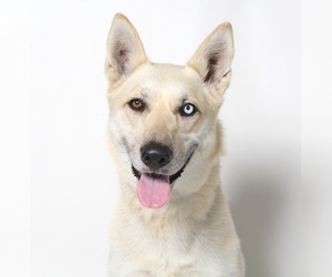 Mutt Dogs for adoption in West Hollywood, CA, USA