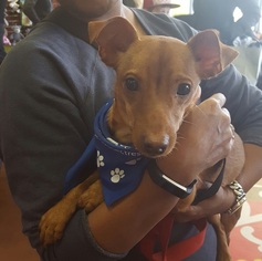 Chiweenie Dogs for adoption in Potomac, MD, USA