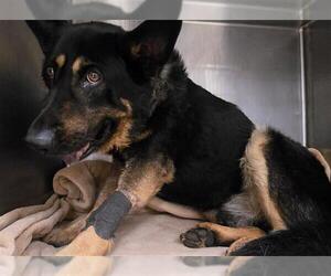 German Shepherd Dog-Unknown Mix Dogs for adoption in Riverside, CA, USA