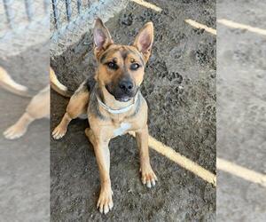 German Shepherd Dog Dogs for adoption in Riverside, CA, USA