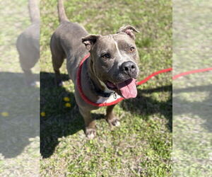 American Pit Bull Terrier-Unknown Mix Dogs for adoption in Virginia Beach, VA, USA