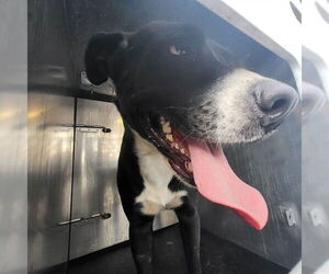 American Staffordshire Terrier-Unknown Mix Dogs for adoption in San Antonio, TX, USA