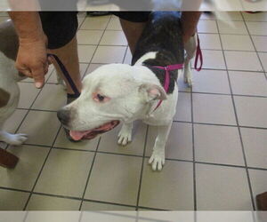 American Pit Bull Terrier Dogs for adoption in Ocala, FL, USA