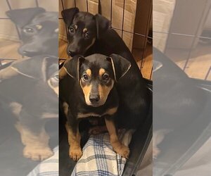 Doberman Pinscher-Labrador Retriever Mix Dogs for adoption in Seattle, WA, USA
