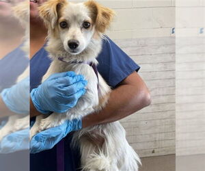 Chihuahua-Unknown Mix Dogs for adoption in San Bernardino, CA, USA