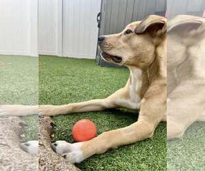 Mutt Dogs for adoption in Pompano Beach , FL, USA