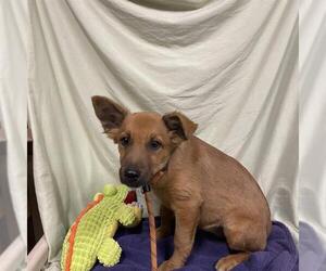 German Shepherd Dog-Unknown Mix Dogs for adoption in Modesto, CA, USA