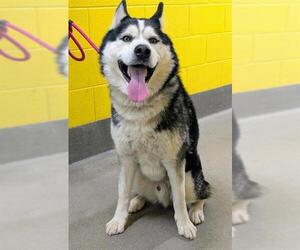 Siberian Husky Dogs for adoption in Forestville, MD, USA