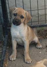 Medium Photo #1 Beagle-Unknown Mix Puppy For Sale in Nesbit, MS, USA