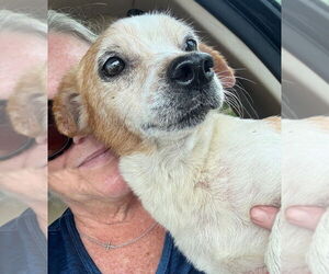 Chihuahua Dogs for adoption in Boonton, NJ, USA