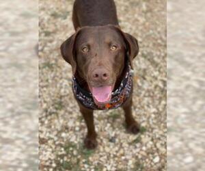 Labrador Retriever Dogs for adoption in Waco, TX, USA