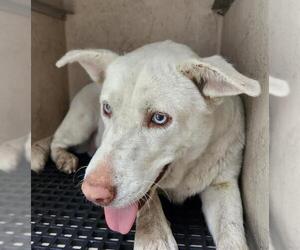 Siberian Husky-Unknown Mix Dogs for adoption in San Antonio, TX, USA