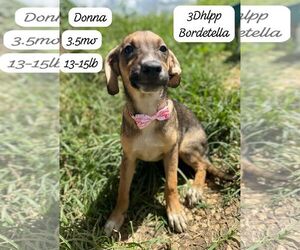 Beagle-Unknown Mix Dogs for adoption in Virginia Beach, VA, USA