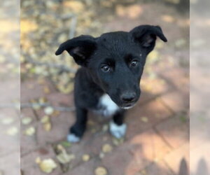 Border Collie-Siberian Husky Mix Dogs for adoption in Ventura, CA, USA