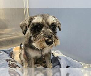 - Mix Dogs for adoption in San Clemente, CA, USA
