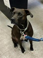American Pit Bull Terrier-Unknown Mix Dogs for adoption in Washougal, WA, USA