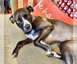 Mountain Cur-Unknown Mix Dogs for adoption in Key Largo, FL, USA